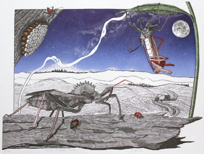 Arilus Cristatus Epoch