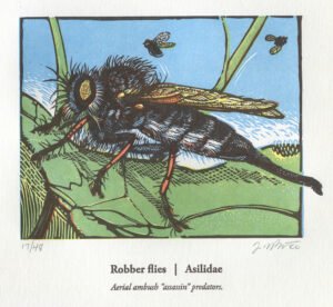 Robber Flies / Asilidae